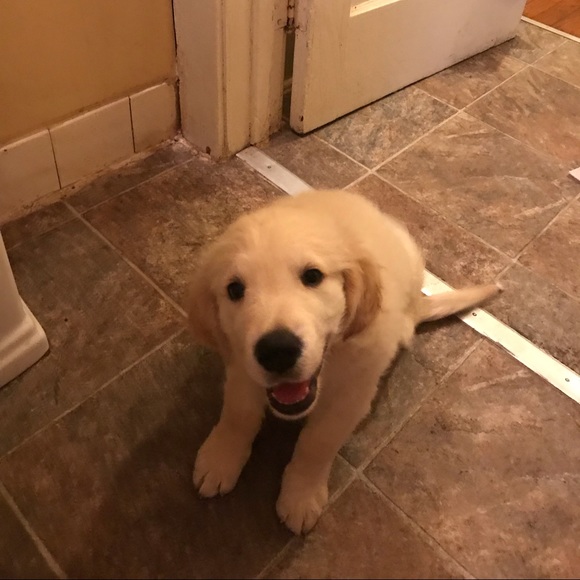 Meet your Posher, Lori, Buddy, & now Henri’s mom & Miss Teddi too! ❤️ - Picture 3 of 5